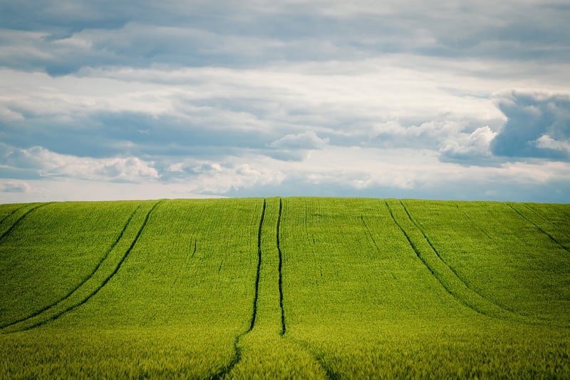 Barley